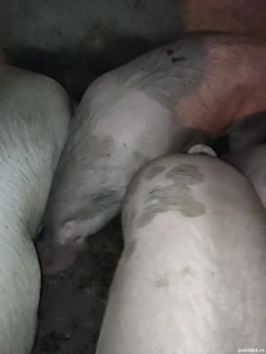 De vanzare - imagine 2