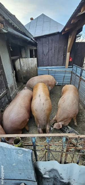 Porci pentru sacrificat 180+ kg !!!