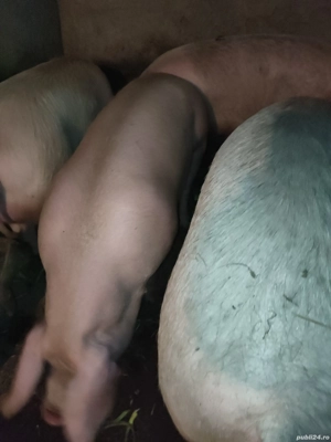 De vanzare - imagine 4