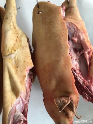 vând porci de carne - imagine 2