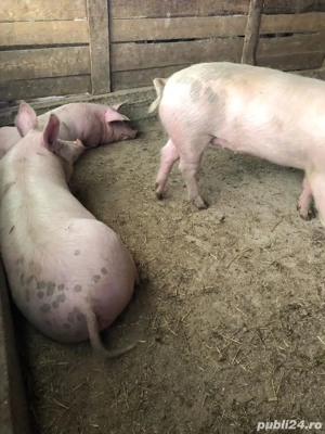 vând porci de carne - imagine 3