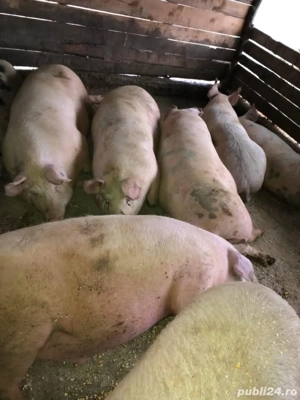 vând porci de carne