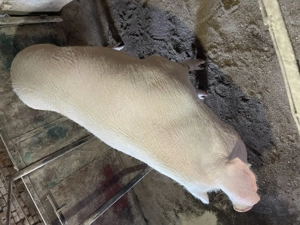 Porci de vazare - imagine 2