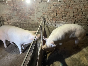 Porci de vazare - imagine 5