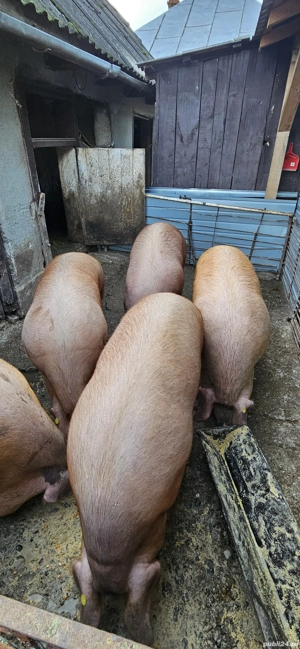 Porci 200+ kg , 13 lei !!! 