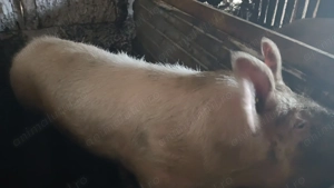 Vând porc de sămânță Marele alb 