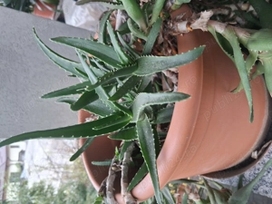 Vând plante aloe 