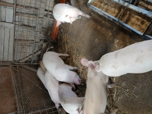 Vand soldani si porc pt sacrificat - imagine 2