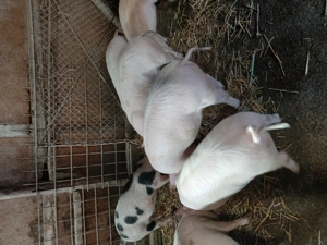 Vand soldani si porc pt sacrificat