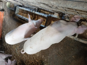 Vand soldani si porc pt sacrificat - imagine 3