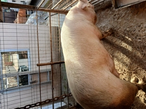 Vand soldani si porc pt sacrificat - imagine 4