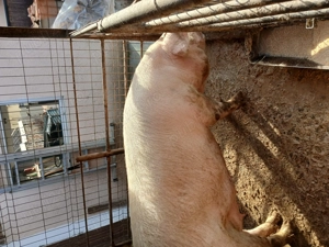 Vand soldani si porc pt sacrificat - imagine 5