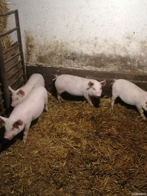 Vând purcei de 12 saptamani - imagine 2