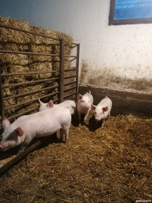 Vând purcei de 12 saptamani - imagine 5