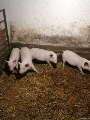 Vând purcei de 12 saptamani - imagine 3
