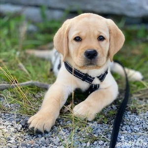 Labrador Retriever 