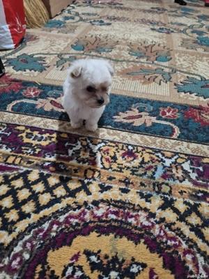 Vand Bichon Maltez  - imagine 3