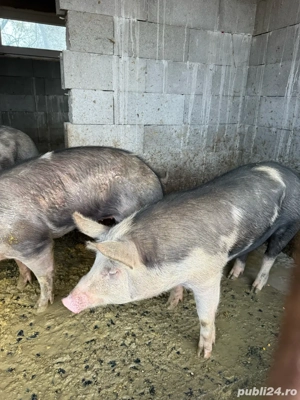 vand porci pietrean rasa curata