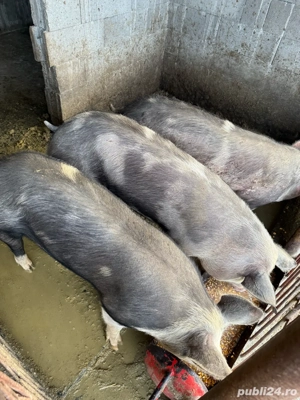 vand porci pietrean rasa curata - imagine 4