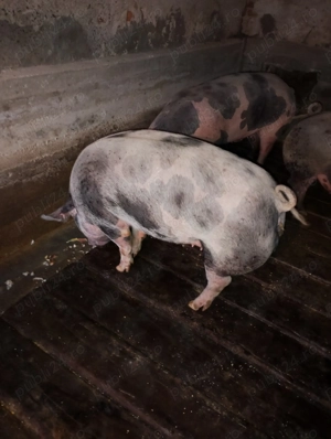 Porcii.  de  vanzare