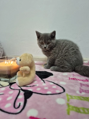 Pui de pisica Scottish Fold - imagine 2