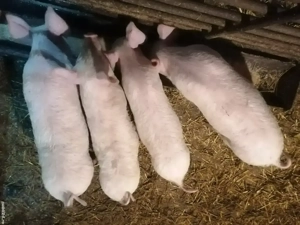 Vând purcei de 12 saptamani