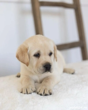Labrador Retriever 