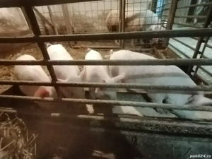 Vând purcei de 12 saptamani - imagine 4