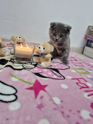 Pui de pisica Scottish Fold - imagine 4