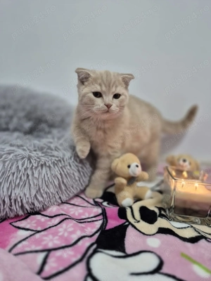 Pui de pisica Scottish Fold - imagine 3