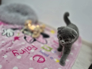 Pui de pisica Scottish Fold - imagine 5