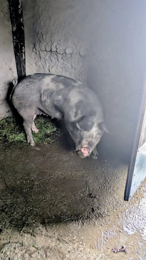 Purcea de vânzare  - imagine 3