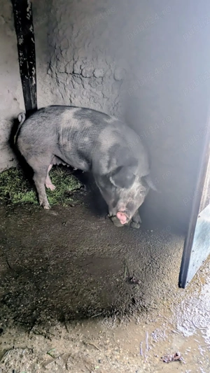 Purcea de vânzare  - imagine 2