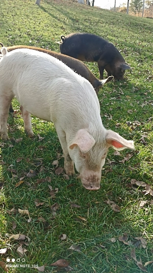 Vând șoldani 2 bucăți 