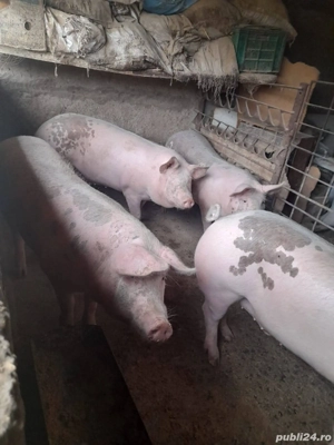 Porc de carne - imagine 3