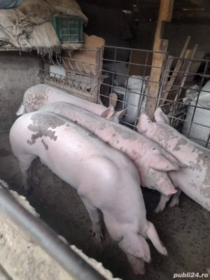 Porc de carne - imagine 4