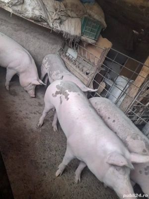 Porc de carne - imagine 5