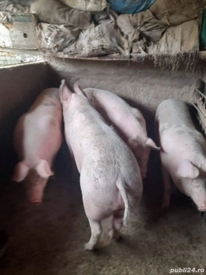 Porc de carne - imagine 2