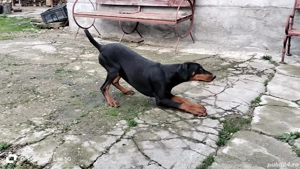 femele doberman de vanzare - imagine 5