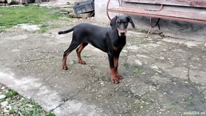 femele doberman de vanzare - imagine 3
