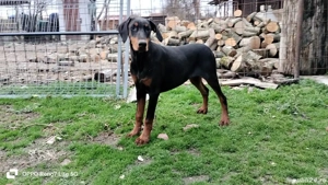 femele doberman de vanzare - imagine 4