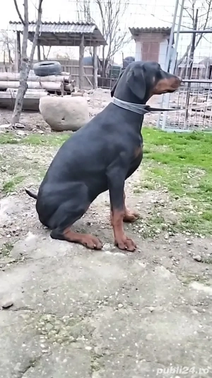 femele doberman de vanzare - imagine 2