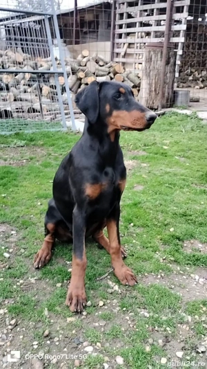 femele doberman de vanzare