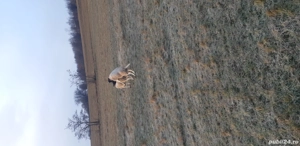 Dorper de vânzare - imagine 2