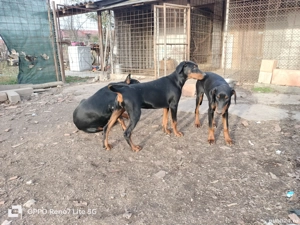 Vând femele doberman  - imagine 4