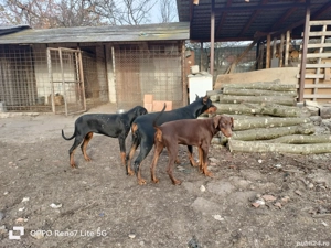 Vând femele doberman  - imagine 3