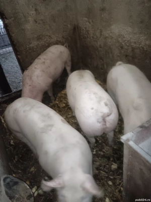 porci rasa de carne  - imagine 5
