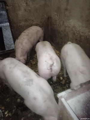 porci rasa de carne  - imagine 3