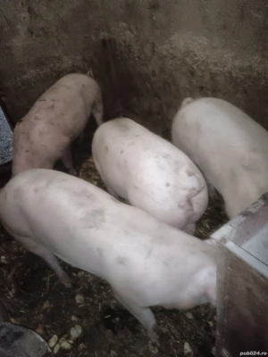 porci rasa de carne  - imagine 2