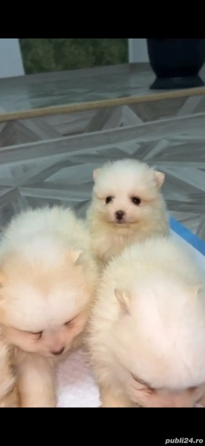 Pomeranian spitz mini - imagine 4